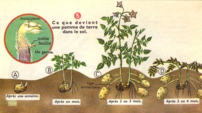 Image La pomme de terre