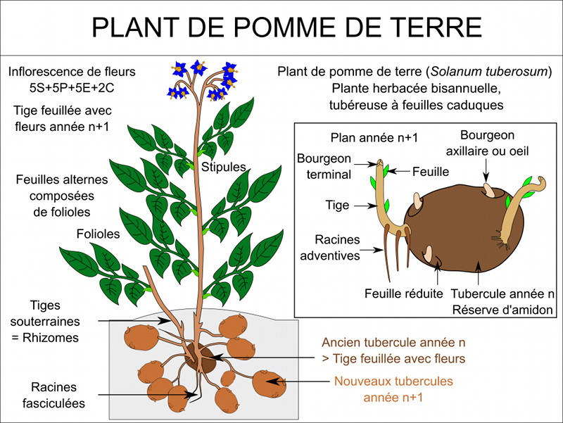 Image La pomme de terre