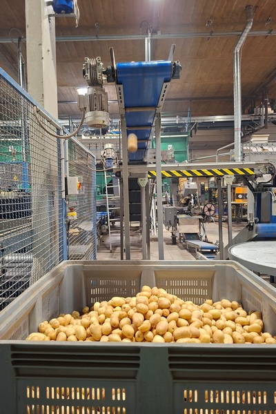 Image La pomme de terre